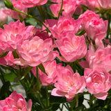 Semillas de rosa de loto estrella: florecen todo el año y traen buena fortuna de forma continua