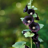 Malva real Enrique VIII Flor negra