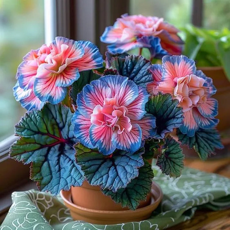 Rare Rose Shaped Begonia Seeds Aurora Blue
