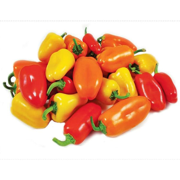 Lunchbox Sweet Snacking Pepper Seeds Red Orange Yellow Non-GMO