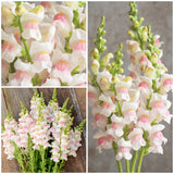 Apple Blossom Snapdragon Flower Seeds-Extremely romantic flowers