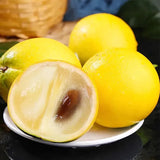 Golden Fruit Seeds Abiu Fruit Pouteria Caimito