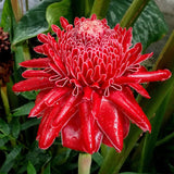 Semillas de rosa de porcelana - Etlingera elatior - Torch Ginger