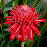 Porcelain rose seeds Etlingera elatior Torch Ginger