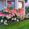 Strawberry Sundae Hydrangea- Beautiful, reunion and gratitude
