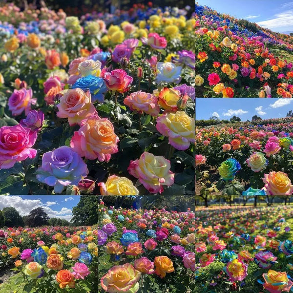 Mixed Color Rose Combination Seeds