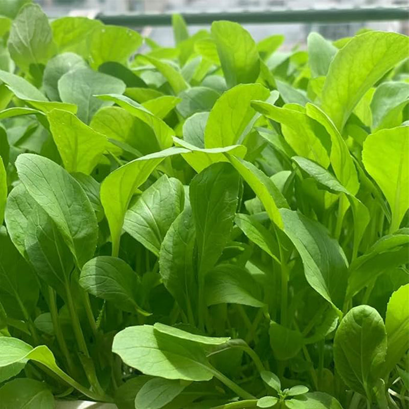 Semillas de Brassica Rapa Chinensis, semillas de Pakchoi, repollo blanco chino, semillas de hortalizas para plantar