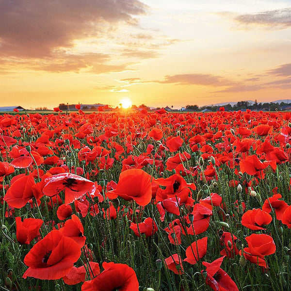 Red Flanders Poppies Flanders Poppy Seeds