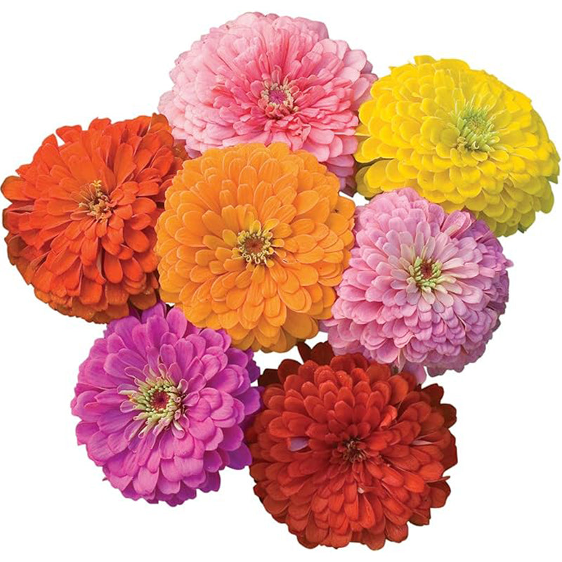 Semillas de zinnia de colores mixtos con flores gigantes