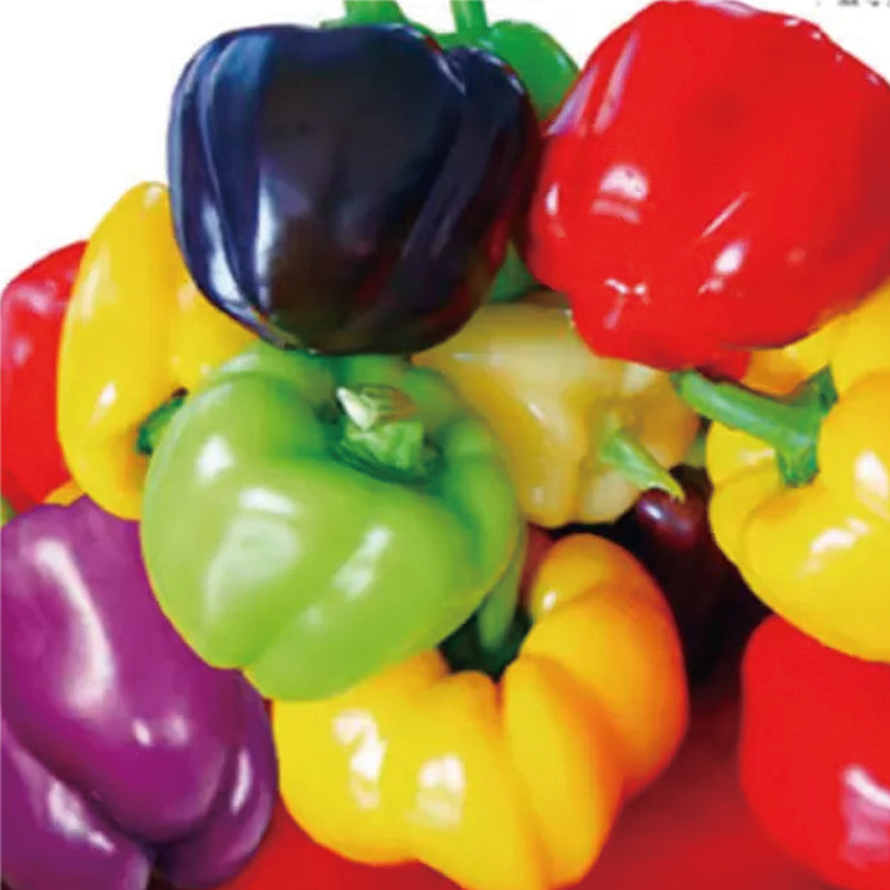 Colorful Sweet Pepper Seeds Organic