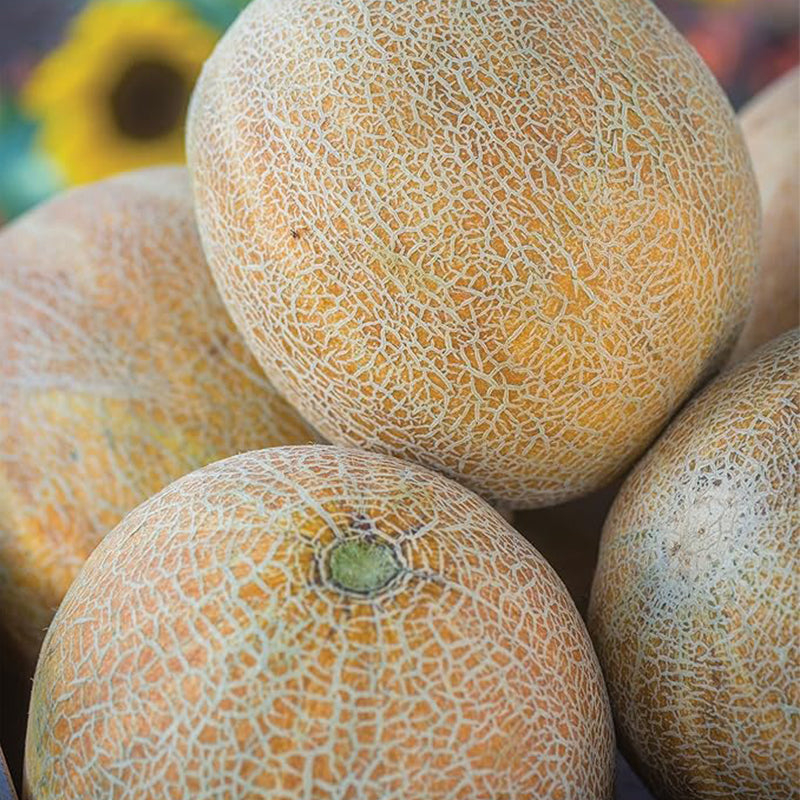 Ambrosia Cantaloupe Melon Seeds