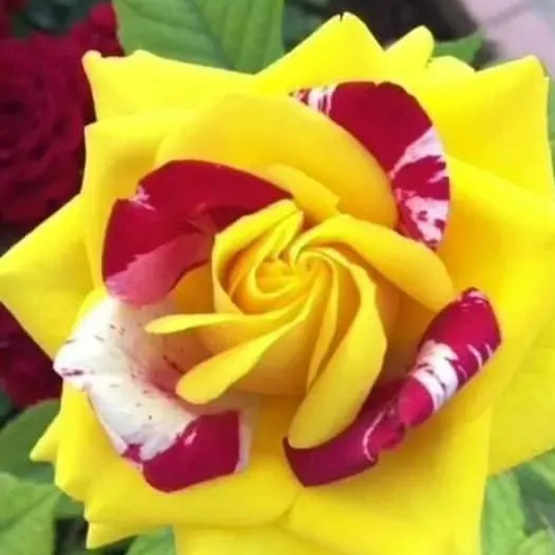Red, Yellow, and White Variegated Rose Seeds – Haiyiplants