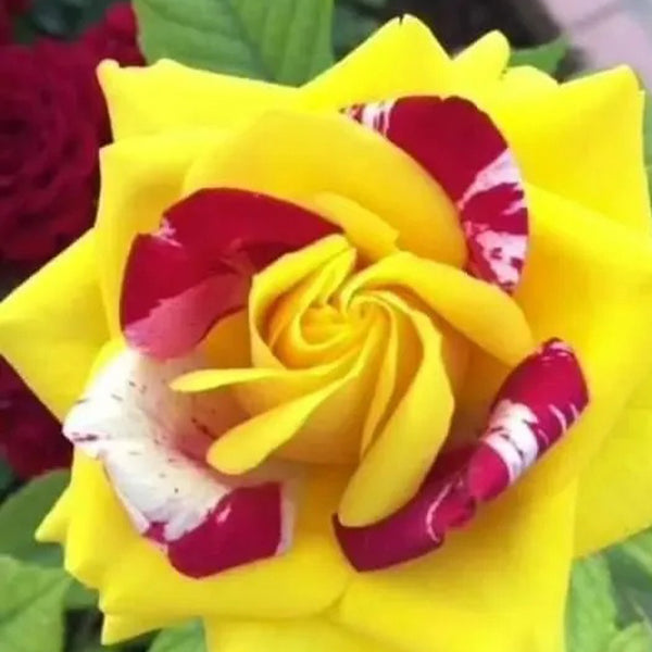 Red, Yellow, and White Variegated Rose Seeds