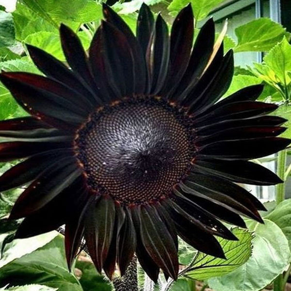 Obsidian Sunflower Seeds