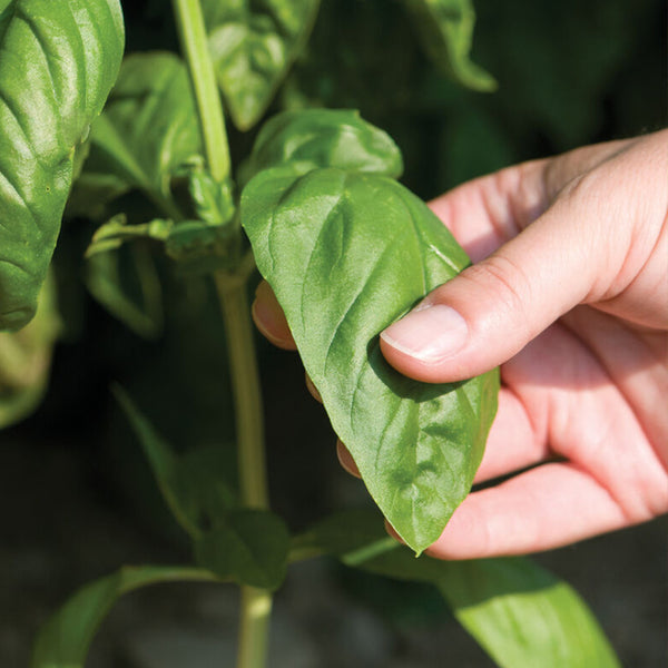 Genovese Basil Seed