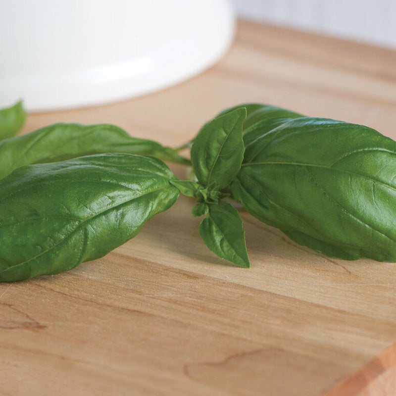 Semilla de albahaca genovesa