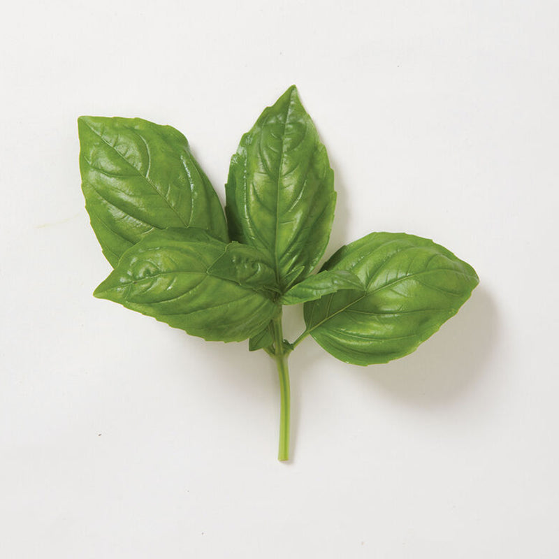 Semilla de albahaca genovesa