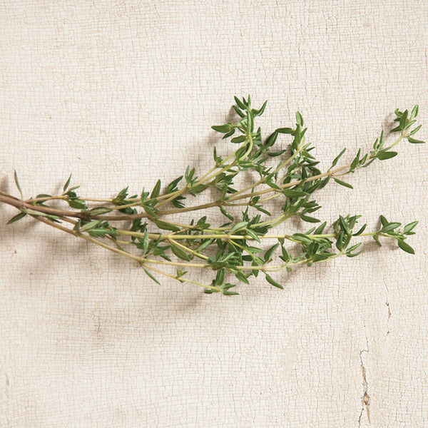 Summer Thyme Seed