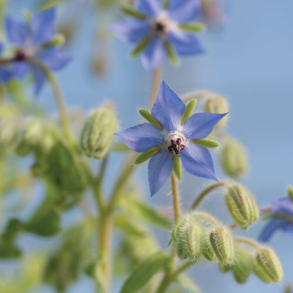 Borage Seed