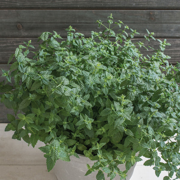 Common Mint Herb Seed