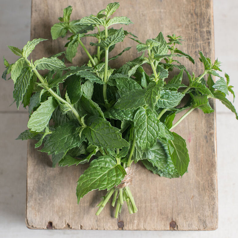 Semilla de hierba de menta común