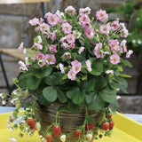 Berried Treasure Pink Strawberry