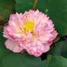 Bonsai Double Lotus Seeds-Pure Heart