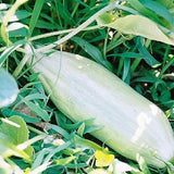 Rare Banana Melon Seed Exotic Charm Sweet Fruit  Unique Flavor