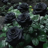 Rare Black Rose Seeds for Planting