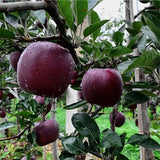 Semillas raras de manzana Black Diamond