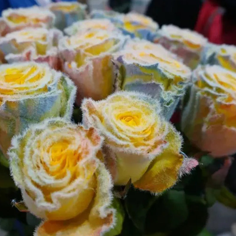 Semillas de rosa Rainbow Frost: ¡agregue un toque de magia helada a su jardín!