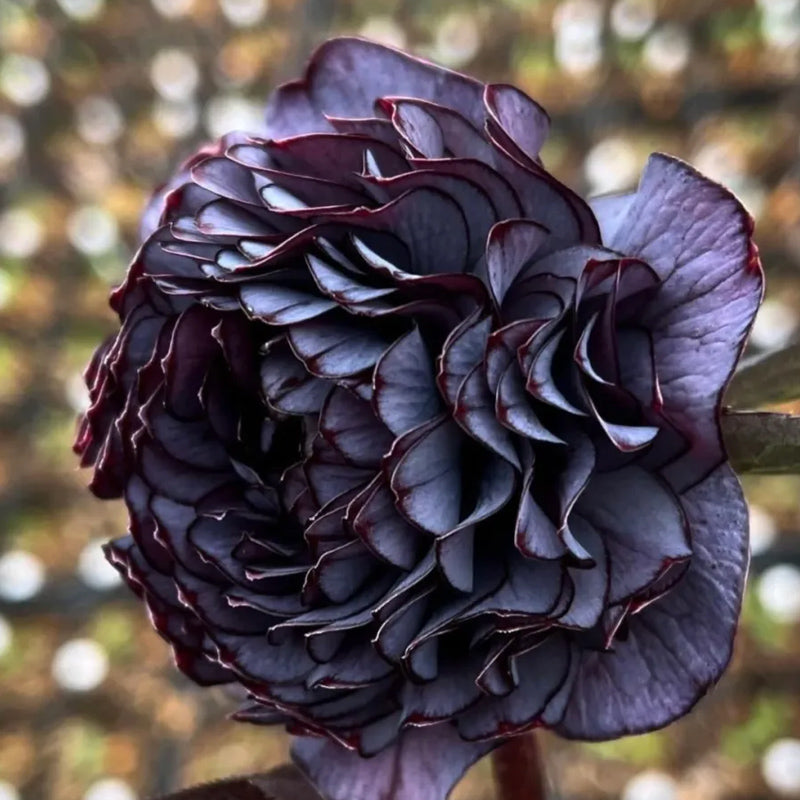 Mysterious Black Bark Double Petal Rose Seeds