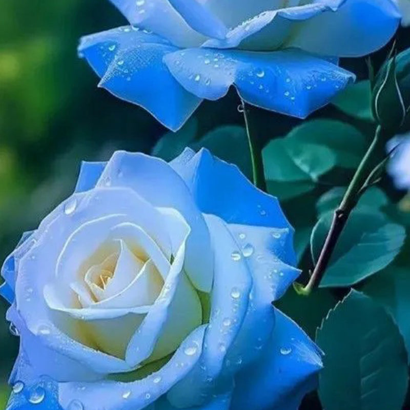 Semillas de rosa azul hielo rotas - Raras