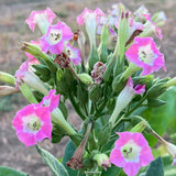 Virginia Tobacco Seed (Tabacum species)