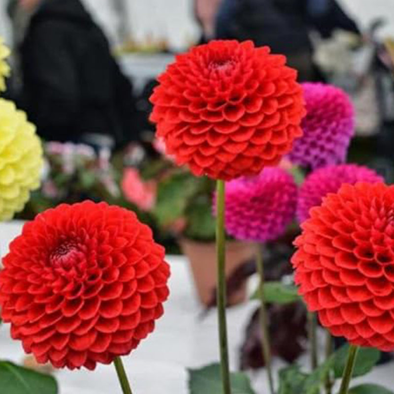 Semillas de pompón de bola de dalia, flores anuales hermosas para plantar