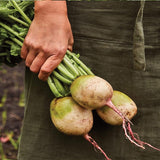 Semillas de rábano sandía