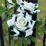 Rosas gemelas blancas y verdes raras