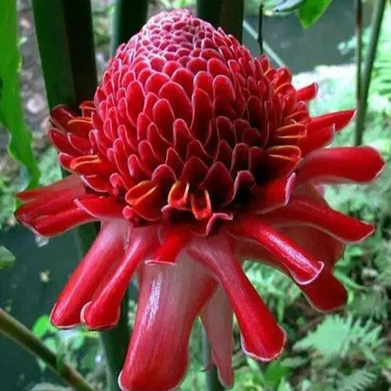 Semillas de rosa de porcelana - Etlingera elatior - Torch Ginger