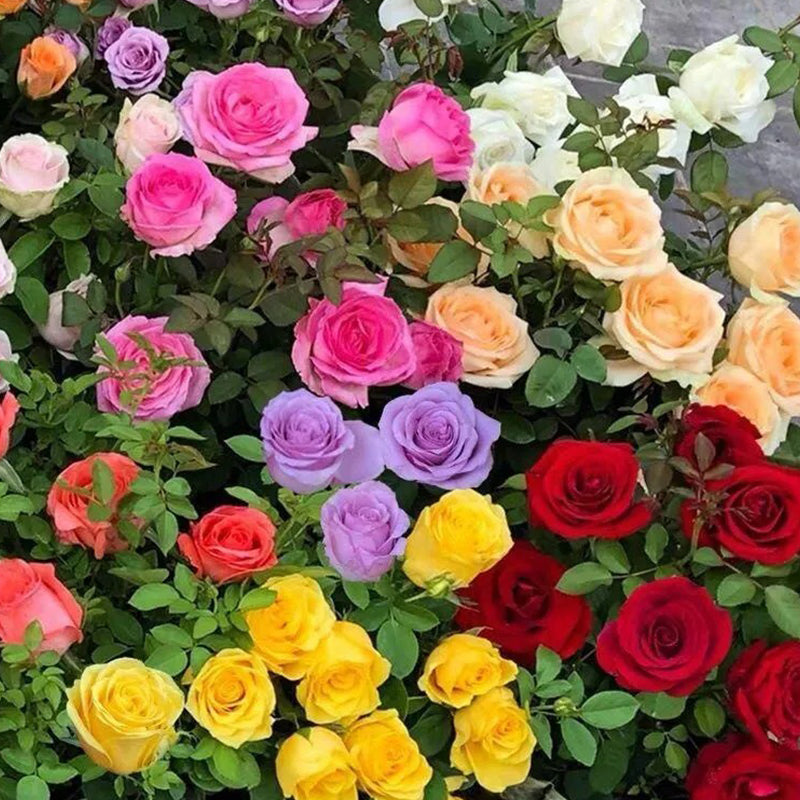 Beautiful Roses Mixed Colors Mixed Color Rose Combination Seeds – Haiyiplants