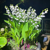 Lily of the Valley Seeds
