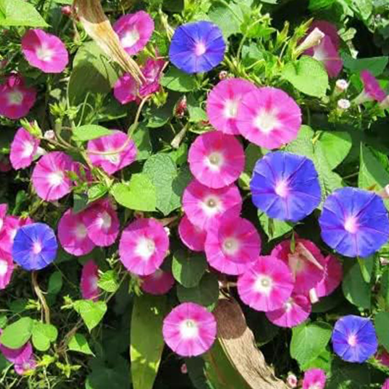 Semillas de gloria de la mañana mixtas para plantar, maravillosa enredadera trepadora tradicional, hermosas flores perennes, semillas no transgénicas, fáciles de plantar