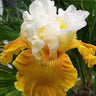 Multi-Varieties Iris Fall Planting