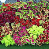 Rare Mixed Coleus Flowers Seeds Rainbow Coleus Wizard
