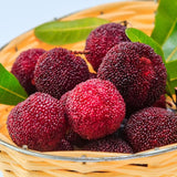 Semillas de Myrica Rubra Bayberry rojo Fruta dulce, saludable y jugosa Gran sabor Fresa una nueva y emocionante incorporación