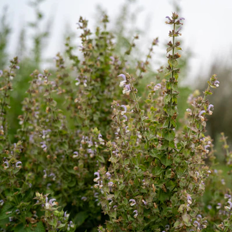 Clary Sage