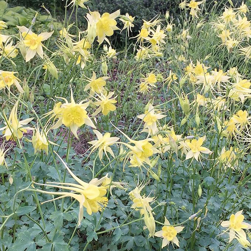 Semillas de aquilegia Semillas de aguileña Semillas de aquilegia Perenne de color amarillo brillante Atrae mariposas Resistente a ciervos y conejos Fragante Flor cortada Macizos Borde Exterior