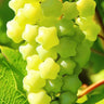 Hot Sale Rare And Beautiful Breed Star Grape Seeds