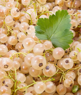 Rainbow Color Cape Gooseberry Seeds