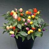 Chinese Five-Color Pepper Ornamental Pepper