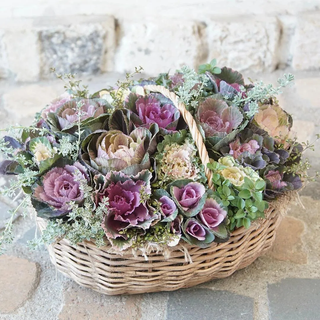 Mix Ornamental Kale Seeds